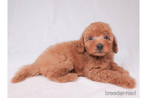 成約済の東京都のトイプードル-194625の5枚目